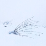 Grashalme im Schnee