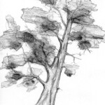 baum - bleistiftzeichnung