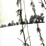 Brennnesseln im Schnee