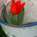 Rote Tulpe im Regenwasser