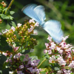 Faulbaum-Bläuling (Celastrina argiolus) an unserem wilden Oregano (Origanum vulgare)
