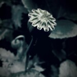 Mohn, fotoart 2017