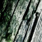 A song from the Wood, fotoart 2017