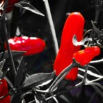 Chili, fotoart 201