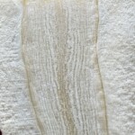 Pastinake im Längsschnitt